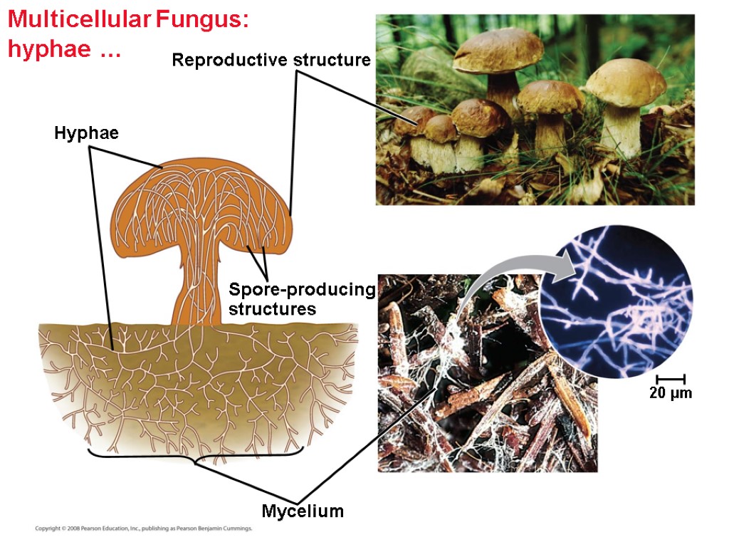 Multicellular Fungus: hyphae … Reproductive structure Spore-producing structures Hyphae Mycelium 20 µm